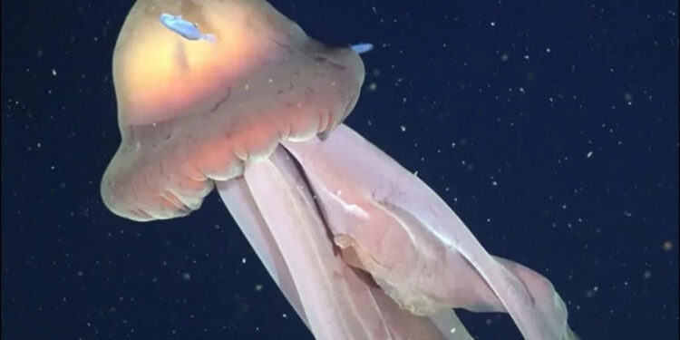 Discovery of rare giant jellyfish in the deep sea, experts are surprised.