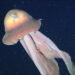 Discovery of rare giant jellyfish in the deep sea, experts are surprised.