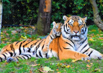 72 tigers die in Thailand in a few weeks from deadly virus.