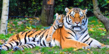 72 tigers die in Thailand in a few weeks from deadly virus.
