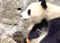 A person dropped their phone, Panda refused to return it.
