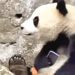 A person dropped their phone, Panda refused to return it.