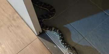 A large snake entered the bathroom of the house, a midnight viper was called to catch it.