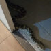 A large snake entered the bathroom of the house, a midnight viper was called to catch it.