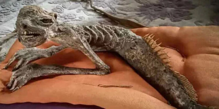 “Half fish, half human!” Mysterious structure discovered in ancient house.