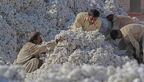 Government backing boosts cotton production.