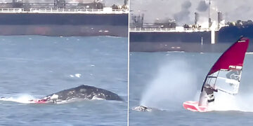 Giant whale blows windsurfer into the ocean.