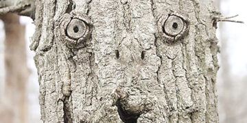 If you see faces in everyday objects, know what they are.