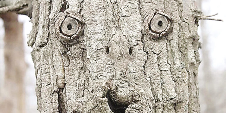 If you see faces in everyday objects, know what they are.