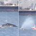 Giant whale blows windsurfer into the ocean.