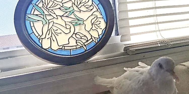 Oldest pigeon, American pet bird record set.