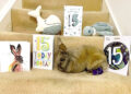 Oldest rabbit sets Guinness World Record.