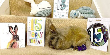 Oldest rabbit sets Guinness World Record.
