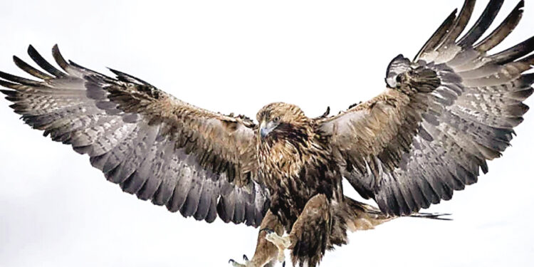 Golden Eagles expected to return to England after 150 years.