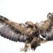 Golden Eagles expected to return to England after 150 years.
