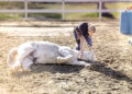 America: Horse performs 38 tricks in 3 minutes.