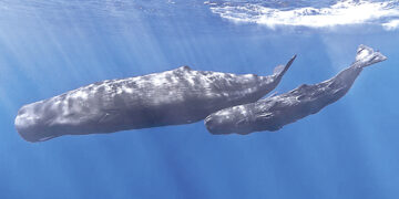 Sperm whales use human-like speech to communicate with each other.