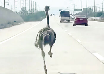 Ostrich that escaped from cafe in Thailand caught 10 miles away.