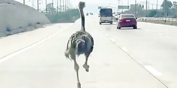 Ostrich that escaped from cafe in Thailand caught 10 miles away.