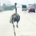Ostrich that escaped from cafe in Thailand caught 10 miles away.