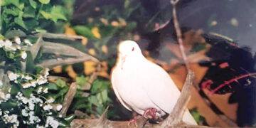 Long-lived water pigeon lives as long as the average human lifespan.