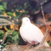 Long-lived water pigeon lives as long as the average human lifespan.