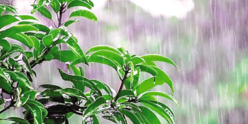 America also reveals the ability to hear sounds in plant.