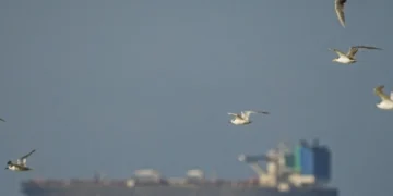 US Moves to Build Global ‘Maritime Freedom Construct’ as Strait of Hormuz Crisis Deepens Amid Iran Standoff