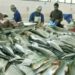 Pakistan Secures Major Breakthrough as 16 Fisheries Exporters Registered in Russian Federation