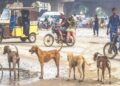 Karachi Rabies Control Initiative Unveils Strategy to Address Rising Dog Bite Crisis