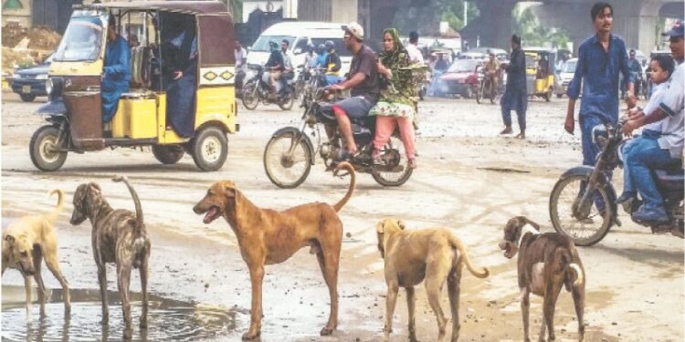 Karachi Rabies Control Initiative Unveils Strategy to Address Rising Dog Bite Crisis