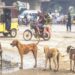 Karachi Rabies Control Initiative Unveils Strategy to Address Rising Dog Bite Crisis