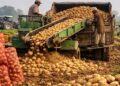 Pakistan Gains Russian Market Access for Punjab Potato Exports
