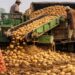 Pakistan Gains Russian Market Access for Punjab Potato Exports