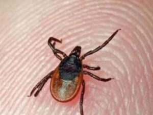 Congo-Virus1723676392-3-640x480