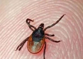 First Congo Virus Death of 2026 Reported in Karachi as 17-Year-Old Succumbs to CCHF Infection