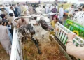 Government Announces Three-Day Eidul Azha Holidays Across Pakistan