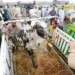 Government Announces Three-Day Eidul Azha Holidays Across Pakistan