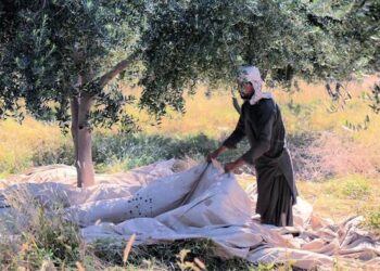 PHDEC Unveils Strategy to Make Balochistan Pakistan’s Olive Capital and Cut $3 Billion Import Burden