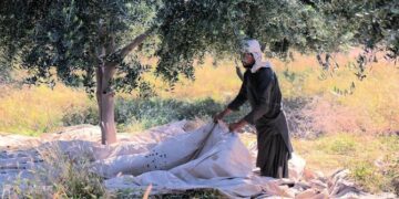 PHDEC Unveils Strategy to Make Balochistan Pakistan’s Olive Capital and Cut $3 Billion Import Burden