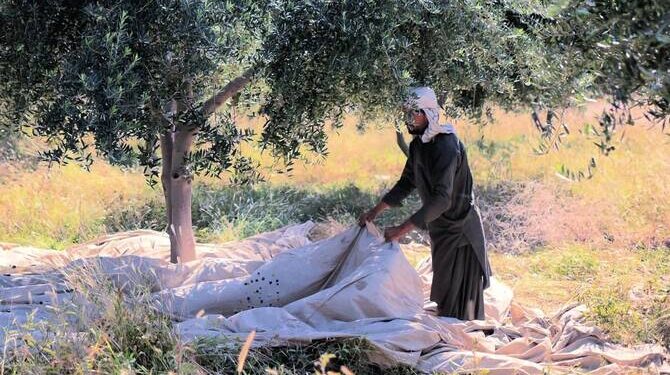 PHDEC Unveils Strategy to Make Balochistan Pakistan’s Olive Capital and Cut $3 Billion Import Burden