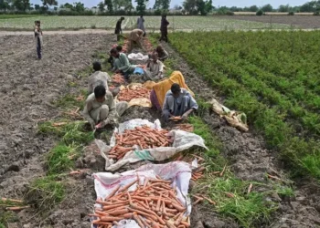 Asia Faces Energy and Food Risks as Strong El Niño Threat Looms