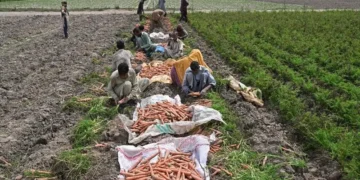 Asia Faces Energy and Food Risks as Strong El Niño Threat Looms