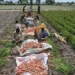 Asia Faces Energy and Food Risks as Strong El Niño Threat Looms