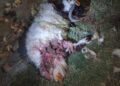 Karachi Faces Rising Stray Dog Attacks as Livestock Comes Under Threat