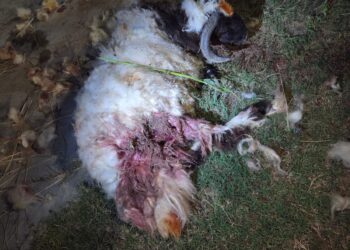 Karachi Faces Rising Stray Dog Attacks as Livestock Comes Under Threat