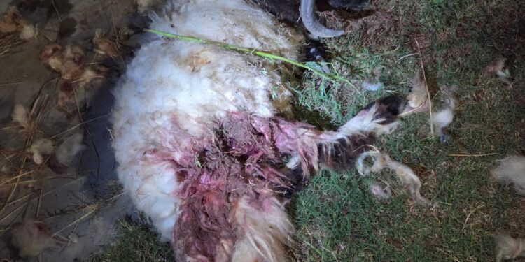 Karachi Faces Rising Stray Dog Attacks as Livestock Comes Under Threat