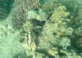 New Study Finds Climate Resilient Coral Reefs Surviving Ocean Warming