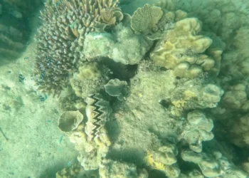 New Study Finds Climate Resilient Coral Reefs Surviving Ocean Warming