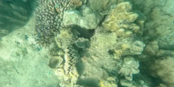 New Study Finds Climate Resilient Coral Reefs Surviving Ocean Warming